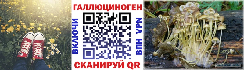 Купить где  Курильск  Галлюциногенные грибы Cubensis 